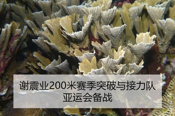 xie-zhen-ye-mi-sai-ji-tu-po-yu-jie-li-dui-ya-yun-hui-bei-zhan-2-263.jpg