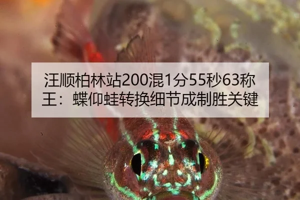 汪顺柏林站200混1分55秒63称王：蝶仰蛙转换细节成制胜关键